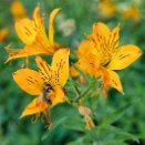 PAR_7741 Abeille sur lis des Incas (Alstroemeria aurea)