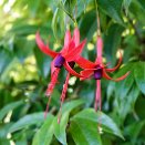 PAR_7744 Fuchsia (Glazioviana ?)