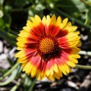 PAR_7747 Gaillarde aristée (Gaillardia aristata)