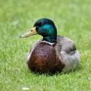 PAR_7344 Canard colvert