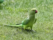 PAR_7348 Perruche à collier