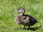 PAR_7675 Canard colvert immature