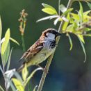 PAR_7678 Moineau domestique mâle