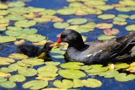 PAR_7684 Gallinule poule-d'eau et poussin