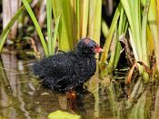 PAR_7690 Poussin de Gallinule poule-d'eau