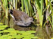 PAR_7692 Gallinule poule-d'eau immature