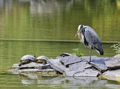 PAR_7578 Héron cendré et tortues de Floride