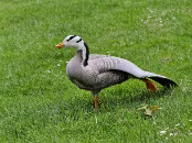 PAR_7591 Oie à tête barrée