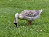 PAR_7592 Oie de Guinée