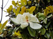 PAR_7595 Magnolia