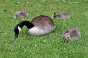 PAR_7597 Bernache du Canada et oisillons