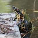 PAR_6779 Tortue de Floride