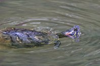 PAR_6785 Tortue de Floride