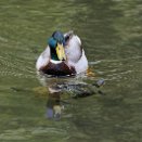 PAR_6787 Canard colvert et tortue de Floride