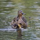 PAR_6791 Canard colvert et poussin