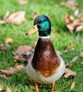 PAR_8272 Canard colvert