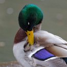 PAR_8368 Canard colvert