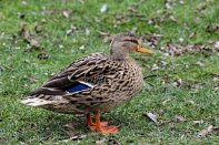 PAR_8369 Canard colvert