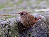 PAR_8370 Troglodyte mignon