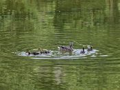 PAR_7392 Canards colvert