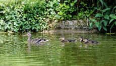 PAR_7398 Canards colvert