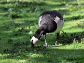 PAR_0054 Bernache nonnette