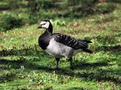 PAR_0057 Bernache nonnette