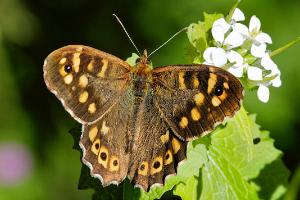 Bois de Vincennes Lac Daumesnil, Parc floral...