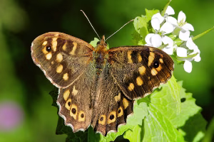 Bois de Vincennes Lac Daumesnil, Parc floral...