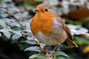 Parc de Bercy Jardin romantique et jardin Yitzhak Rabin