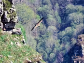 PAB06709 Vautour fauve
