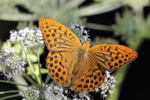 Macrophotographies