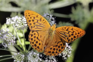 Macrophotographies