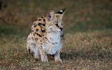 Serval