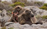 Babouins au Cap de Bonne Espérance