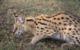 Serval
