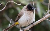 Bulbul tricolor
