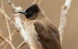 Bulbul tricolor