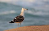 Goéland du Cap