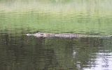 Caïman noir (plus gros que les jacarés du Pantanal)