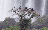 Urubus noir aux chutes d'Igaçu