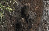 Martinets à tête grise (agrandissement de la photo précédente)