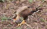 Caracara huppé