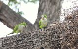 Conures veuves