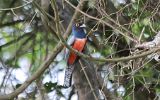 Trogon couroucou mâle