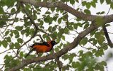 Oriole à dos orange