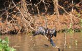 Anhinga d'Amérique