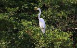 Grande aigrette