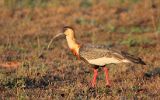 Ibis mandore