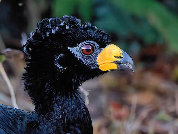 Pantanal